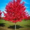 Maple - Acer Rubrum 'Red Sunset'
