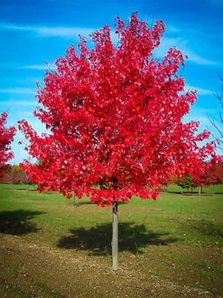 Maple - Acer Rubrum 'Red Sunset'