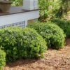 Buxus Mic Boxwood 'Sprinter' -Pesches Garden Center sprinterbox