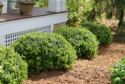 Buxus Mic Boxwood 'Sprinter'