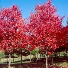 Maple - Acer Rubrum 'Sun Valley'