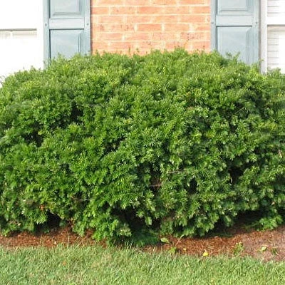 Yew - Taxus X Med 'Densiformis' 3 Yew - Taxus X Med 'Densiformis'