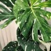 Monstera 'Deliciosa Thai Constellation' -Pesches Garden Center thaimonstera
