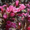 Weigela Florida 'Wine & Roses' -Pesches Garden Center weigela wine rose