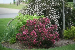 Weigela Florida 'Wine & Roses' -Pesches Garden Center weigela wine roses