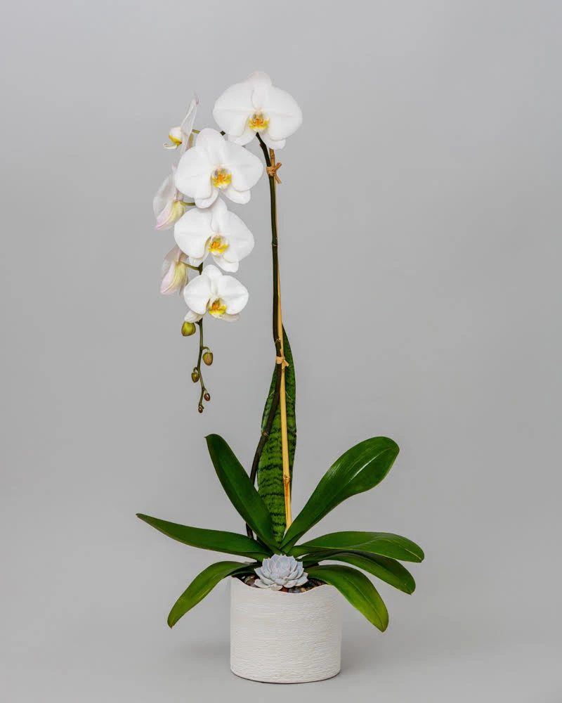 Orchid - White