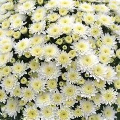 Mum 10" Hanging Basket -Pesches Garden Center white mum 4882d153 7b9e 46c8 ac39 b3e1115245fd