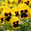 Pansy Flats 1 Pansy Flats -Pesches Garden Center winter pansies