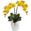 Orchid - Yellow -Pesches Garden Center yelloworchid f6df364a 044d 4c34 8304 507524192459