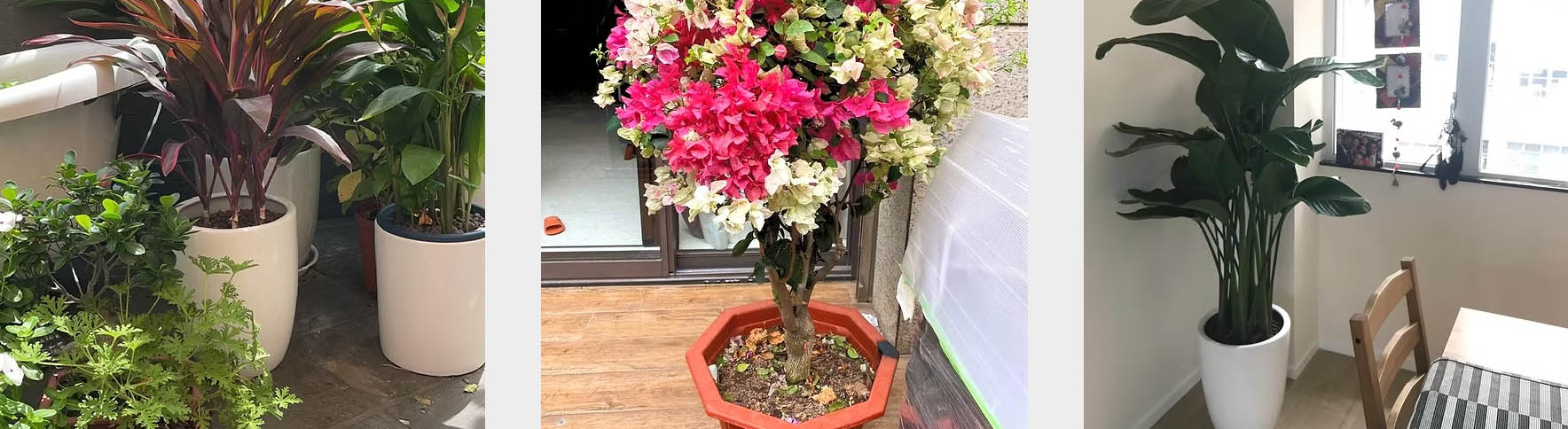 Pesches Garden Center -Pesches Garden Center SFE